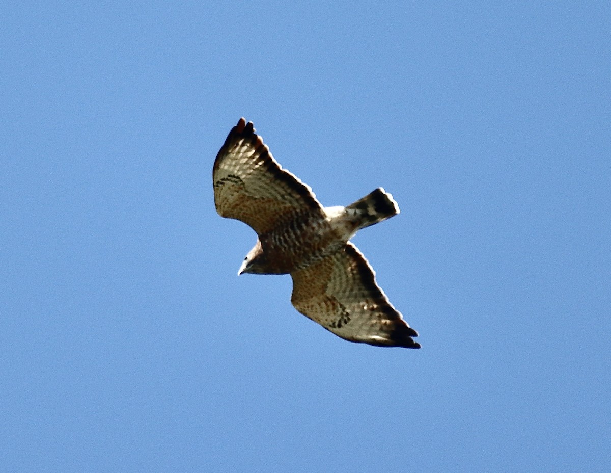 Broad-winged Hawk - ML609075392