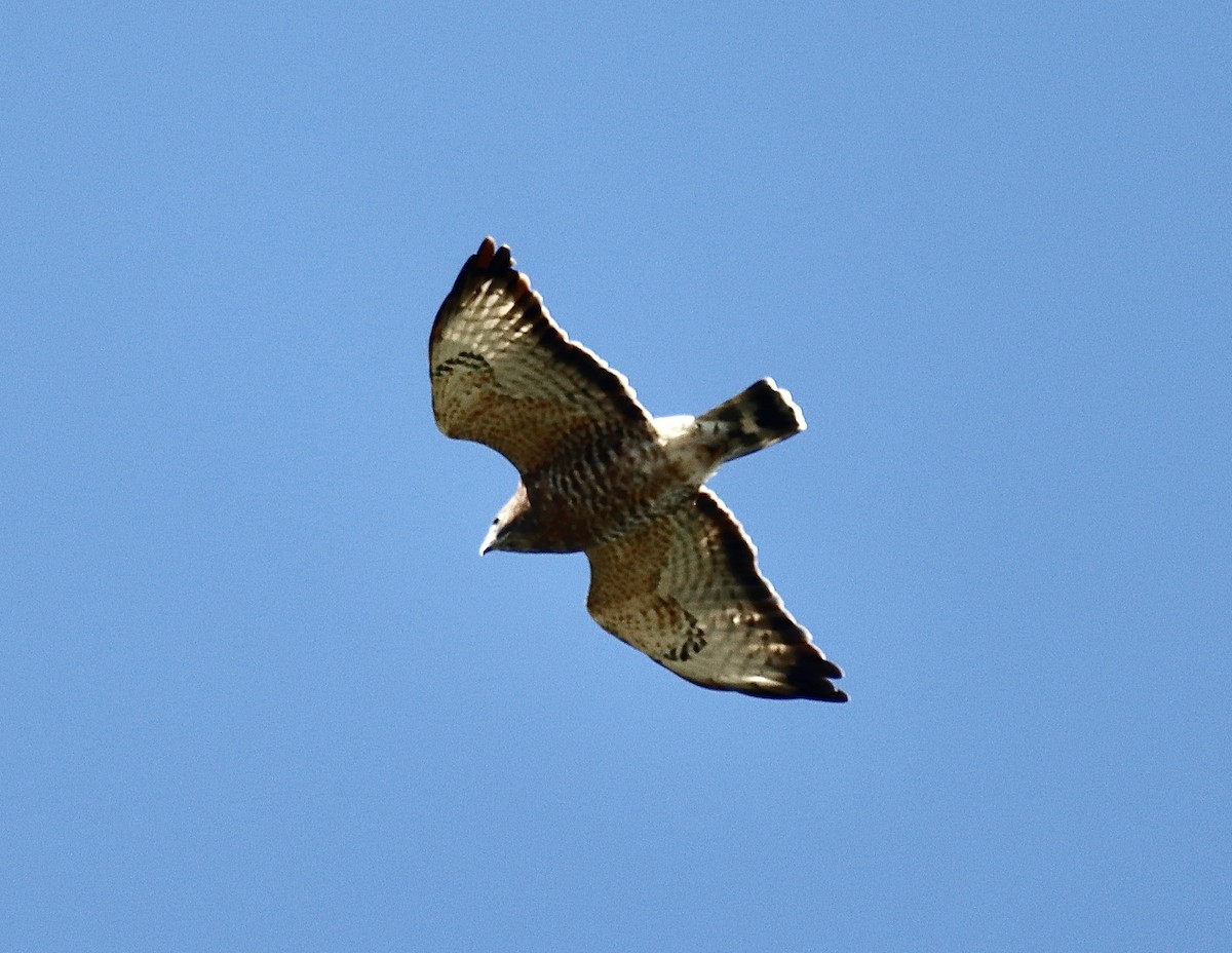 Breitflügelbussard - ML609075392