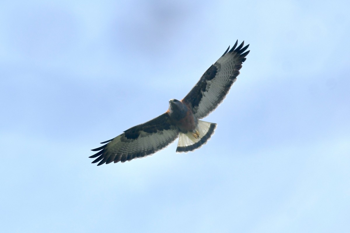 Variable Hawk - ML609075399