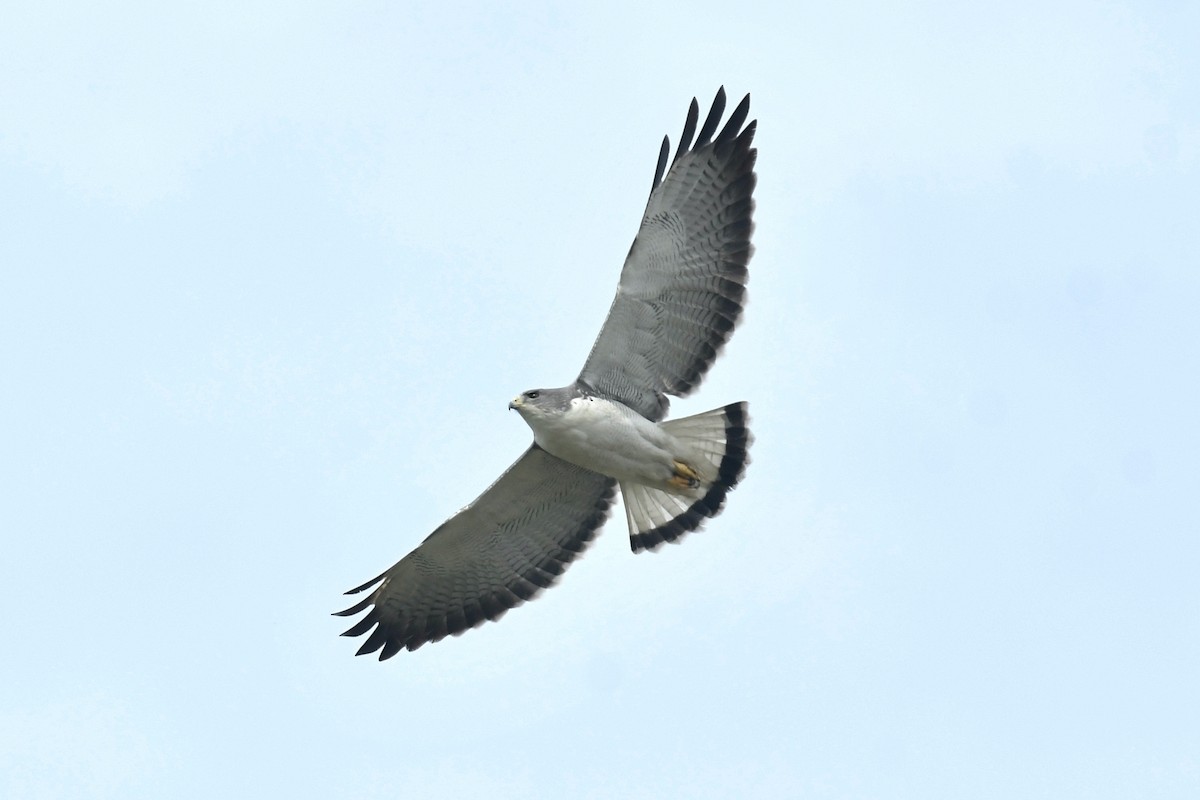 Variable Hawk - ML609075426