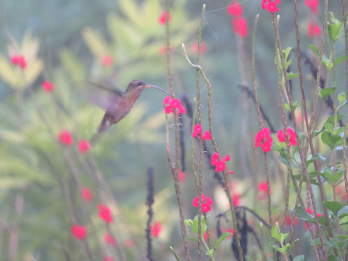 kolibřík ryšavoocasý - ML609075439