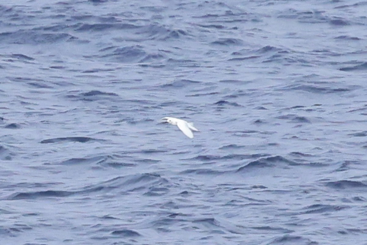 White Tern (Pacific) - ML609075468
