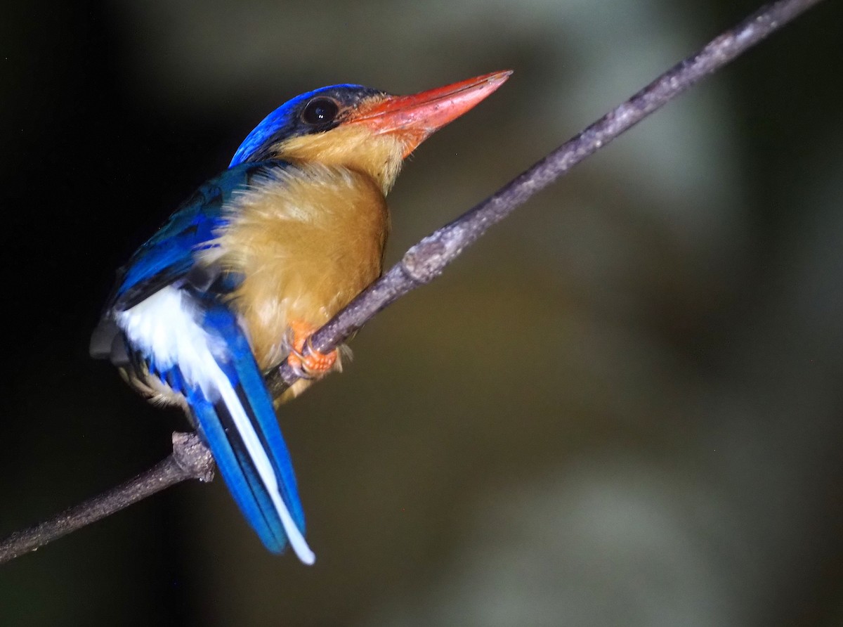 Buff-breasted Paradise-Kingfisher - ML609075474