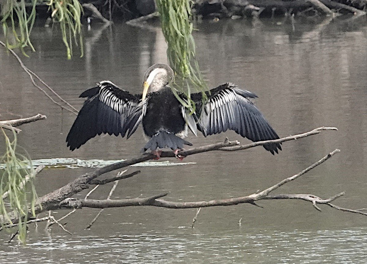 Australasian Darter - ML609075489