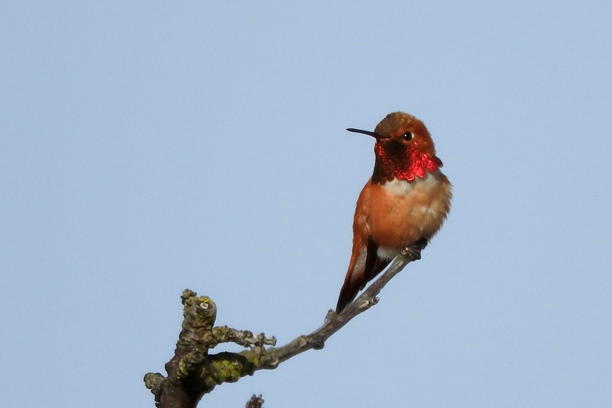 Rufous Hummingbird - ML609075490