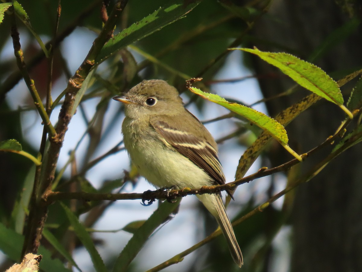 Least Flycatcher - ML609075545