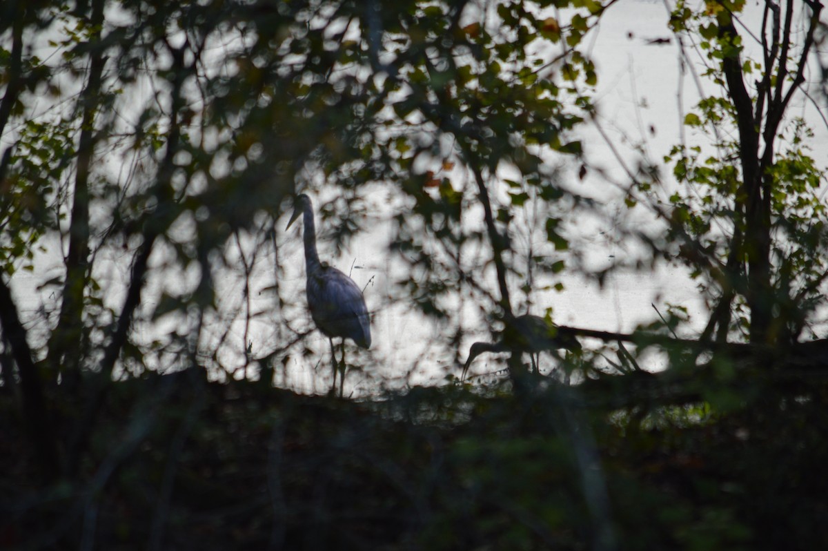 White Ibis - ML609075561