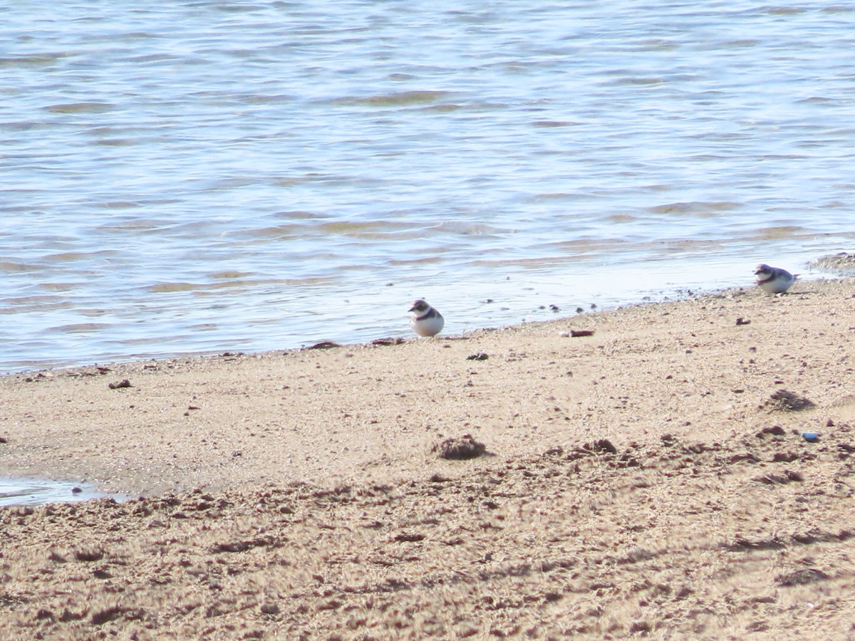 Semipalmated Plover - ML609075590