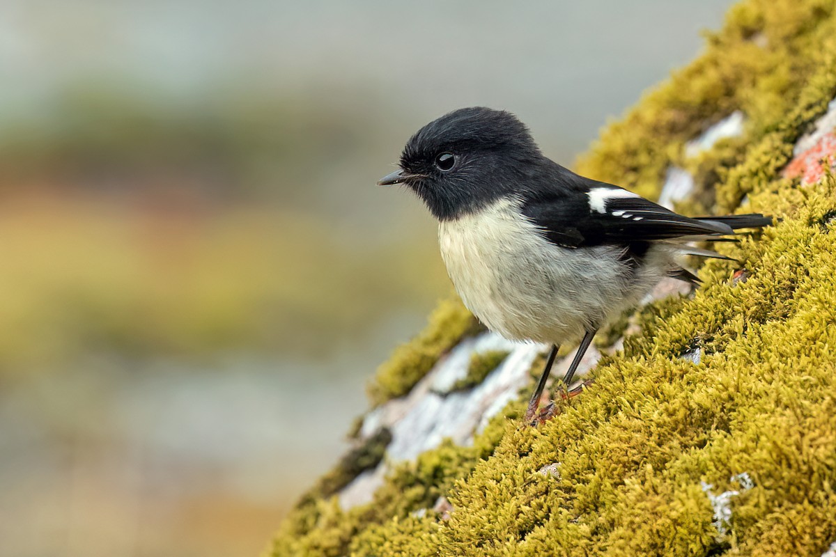 Tomtit - ML609075697