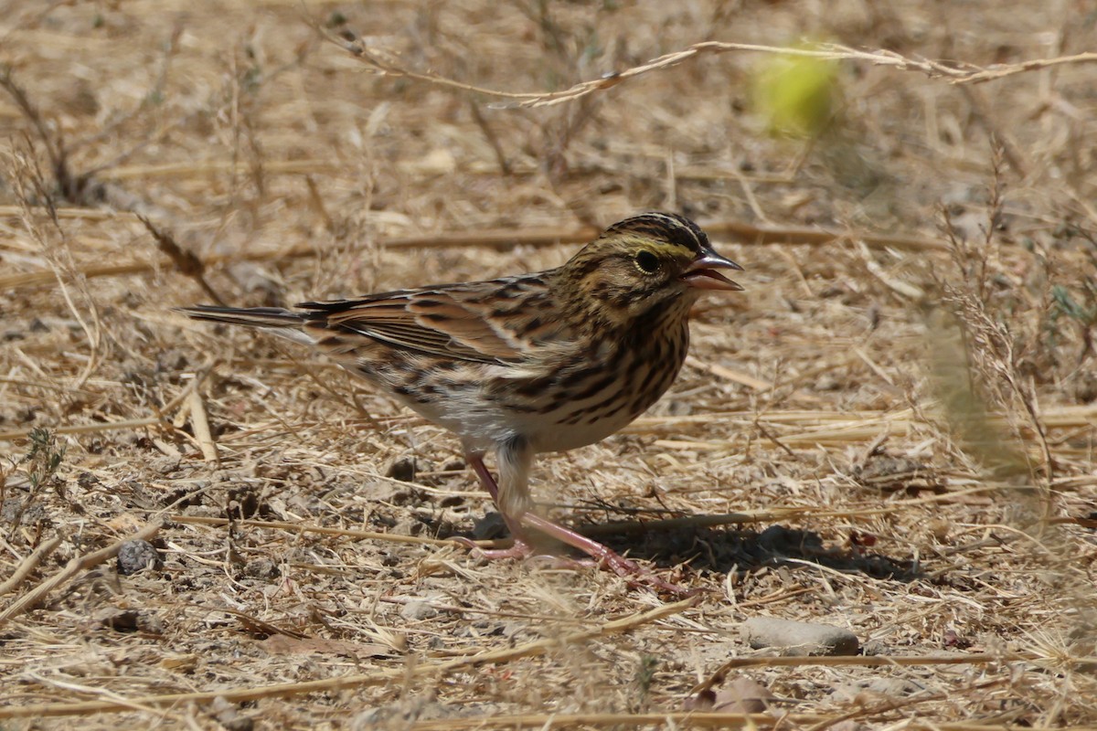 Savannah Sparrow - ML609075698