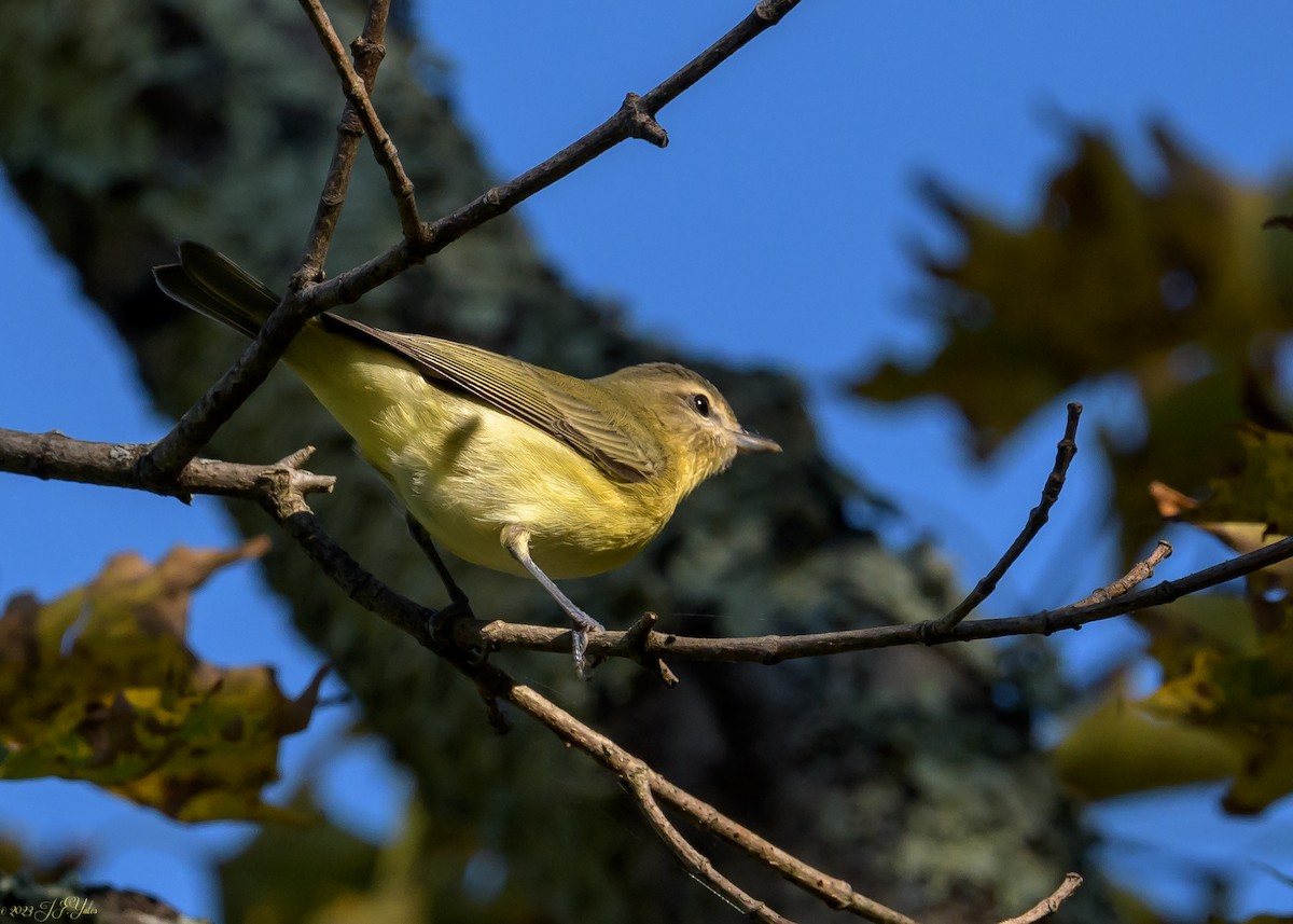 Philadelphia Vireo - ML609075774