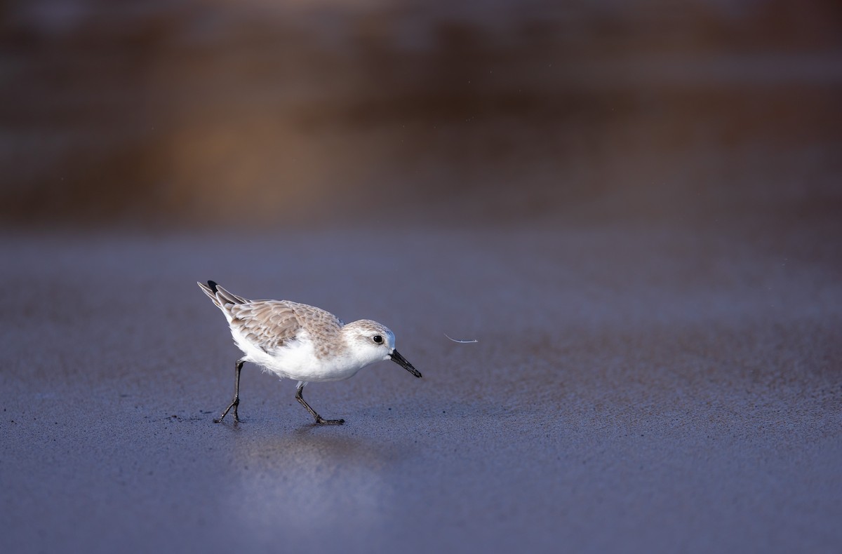 Sanderling - ML609075786