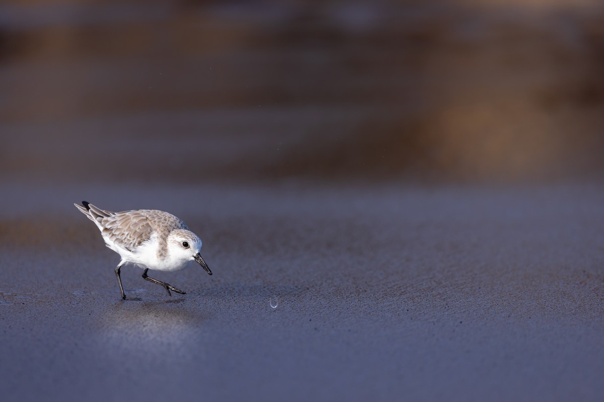 Sanderling - ML609075788