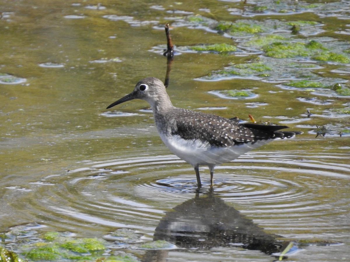 Solitary Sandpiper - ML609075842