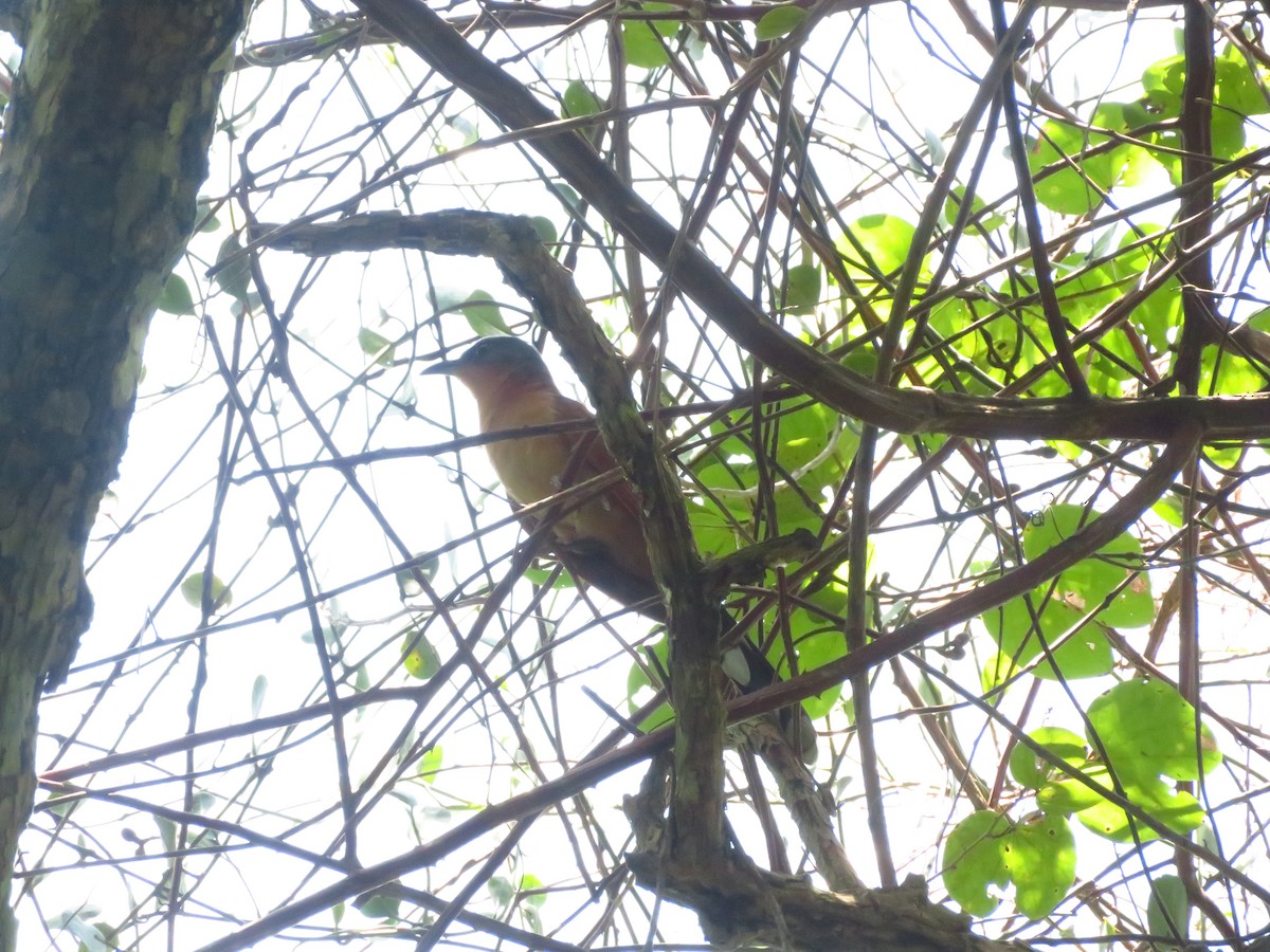 Gray-capped Cuckoo - ML609075882