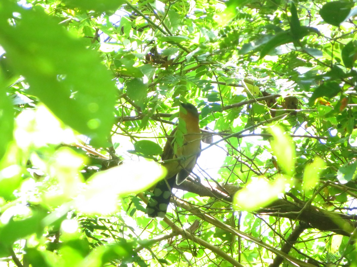 Gray-capped Cuckoo - ML609075883