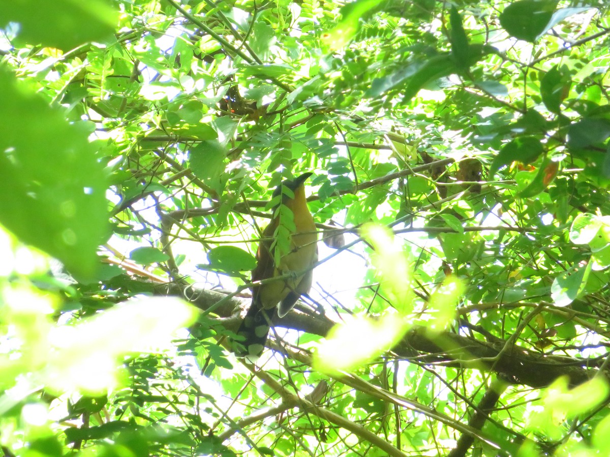 Gray-capped Cuckoo - maicol gonzalez guzman