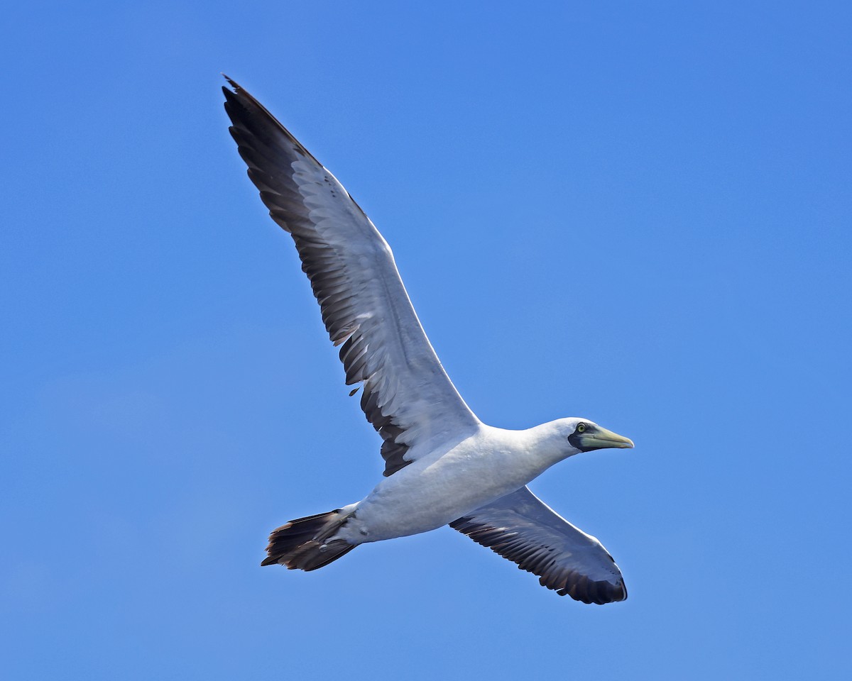 Masked Booby - ML609075936