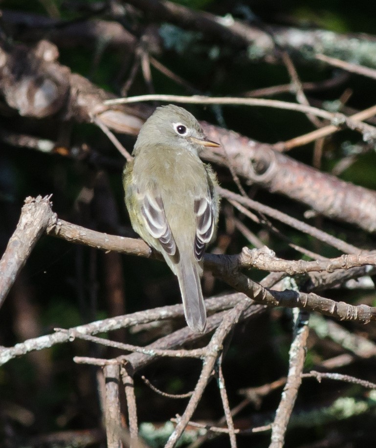 Least Flycatcher - ML609076042