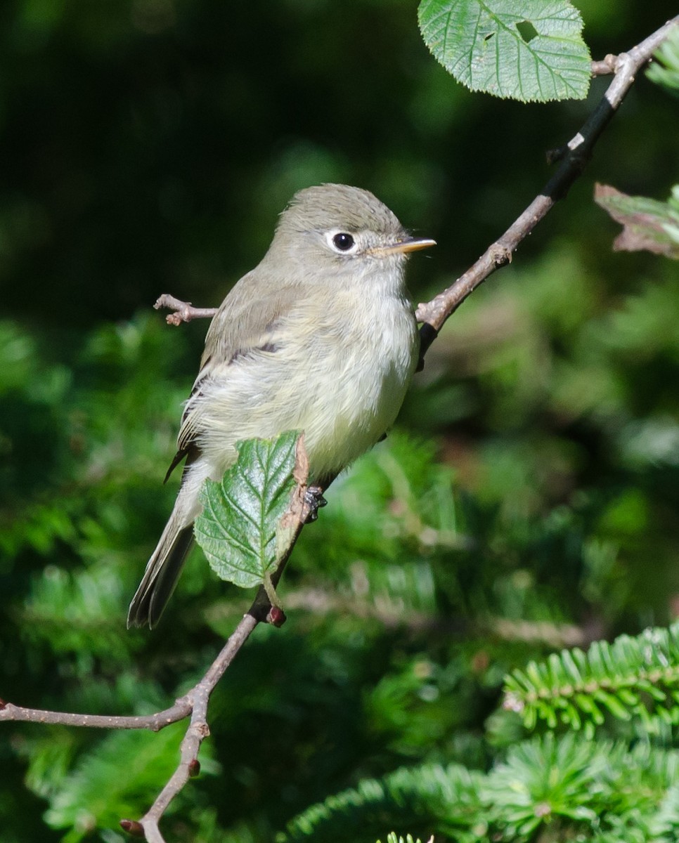 Least Flycatcher - ML609076043