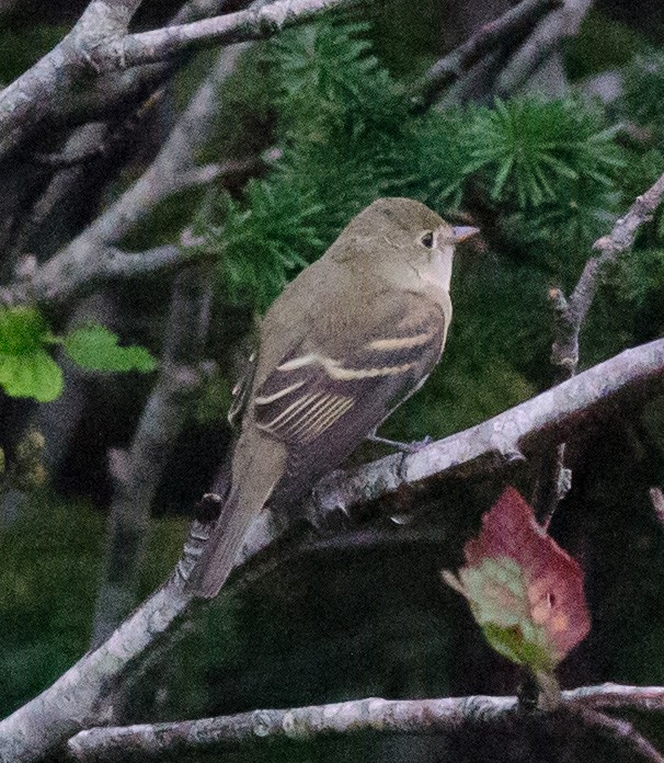 Alder Flycatcher - Alix d'Entremont