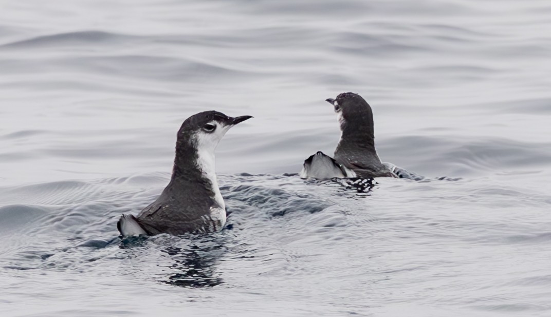 Guadalupe Murrelet - ML609076118