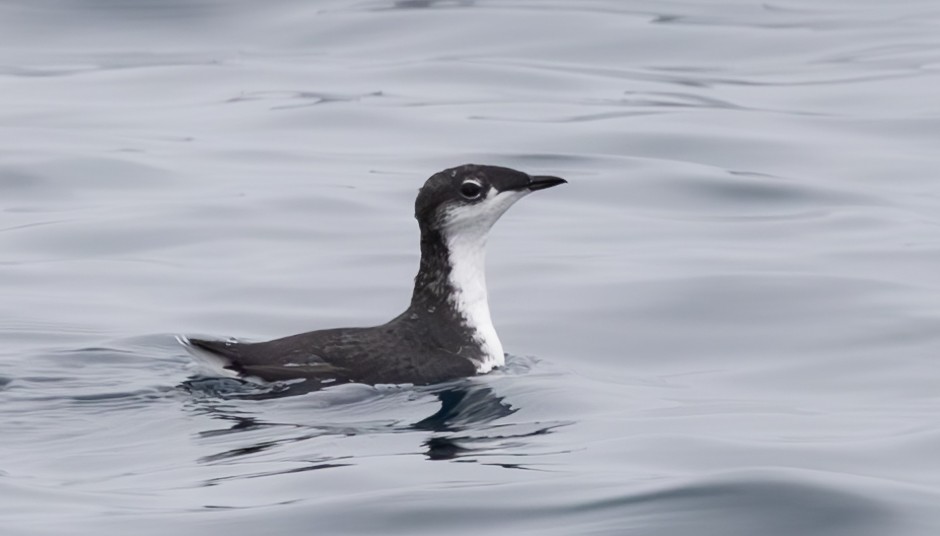 Scripps's Murrelet - ML609076126