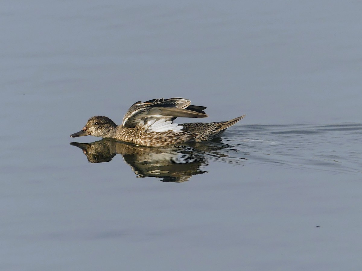 Green-winged Teal - ML609076202