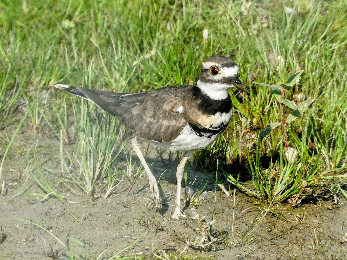 Killdeer - ML609076215