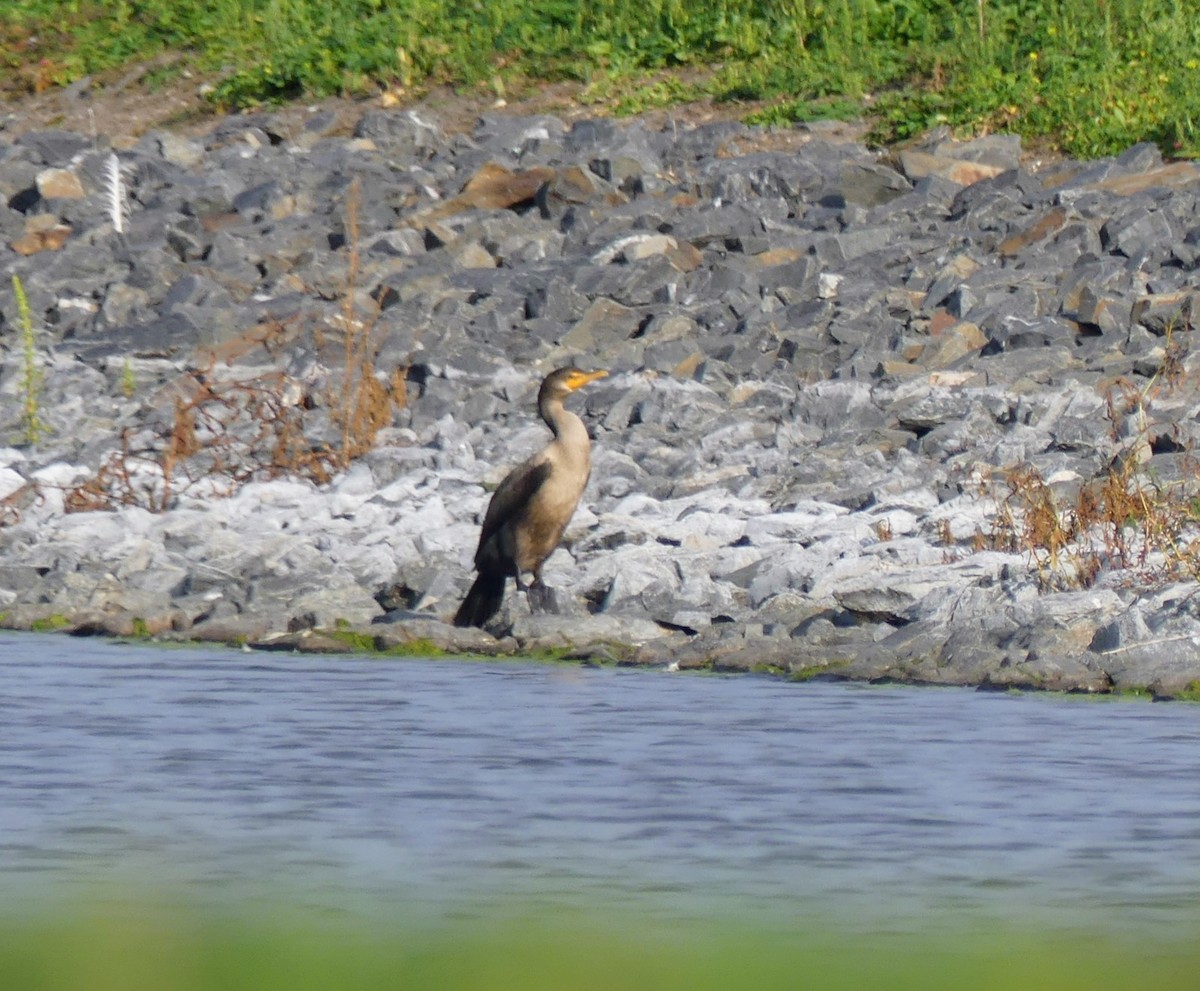 Cormorán Orejudo - ML609076243