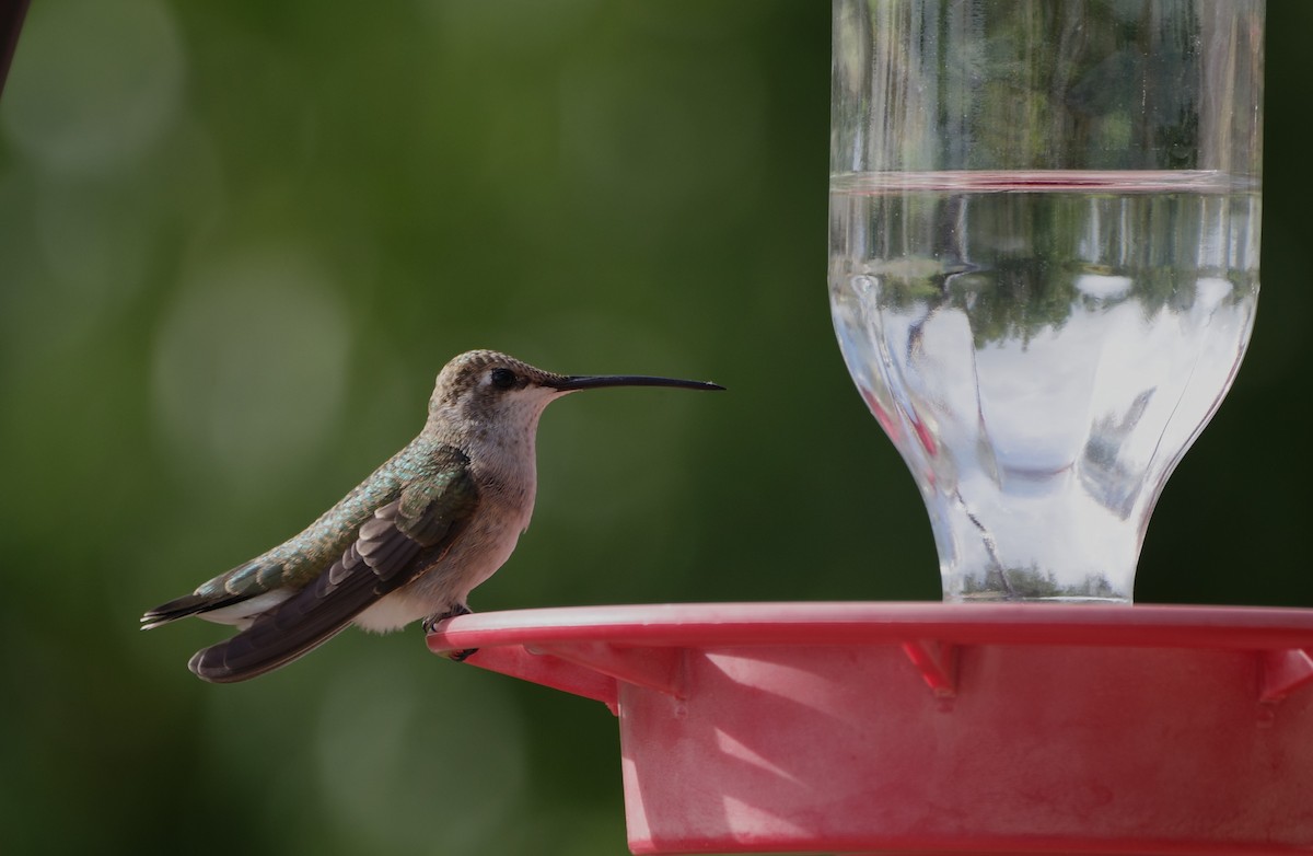 Black-chinned Hummingbird - Coen Dexter