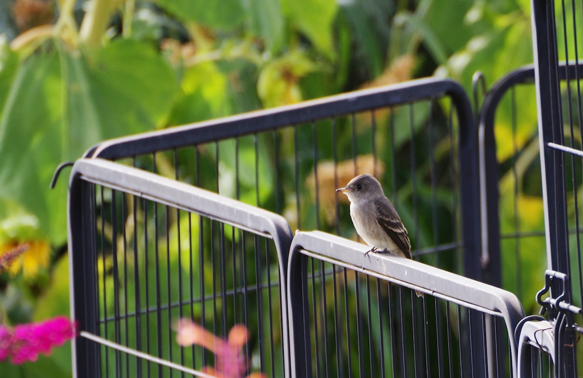 Western Wood-Pewee - ML609076268