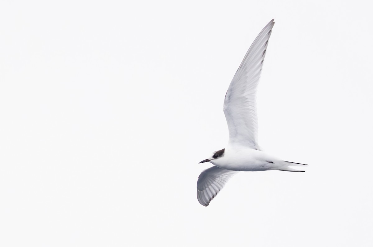 Arctic Tern - Roger Adamson