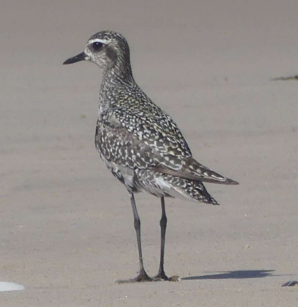 Pacific Golden-Plover - Martin Butterfield