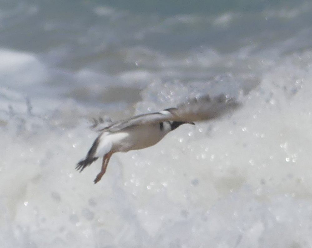 Hooded Plover - Martin Butterfield