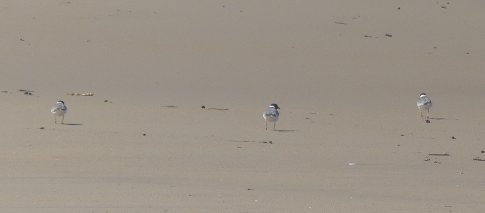 Hooded Plover - Martin Butterfield