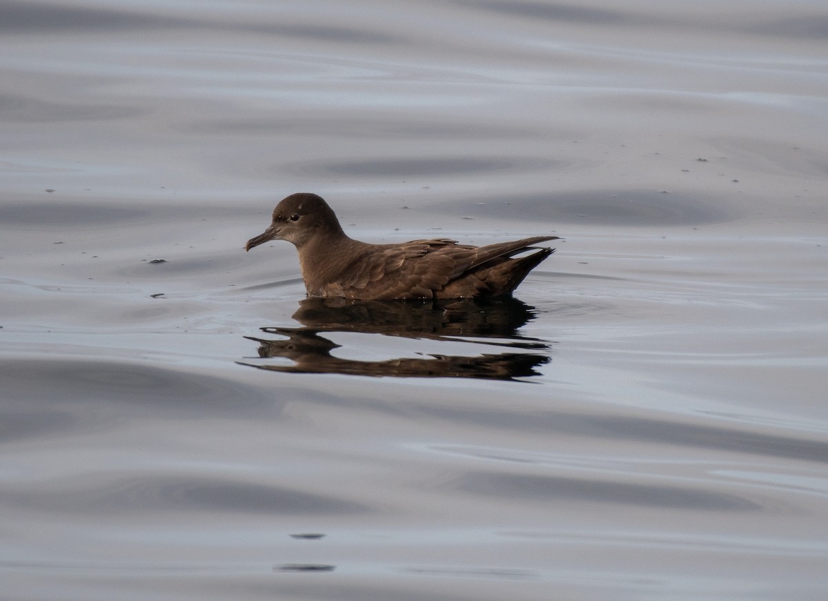 Short-tailed Shearwater - ML609076327