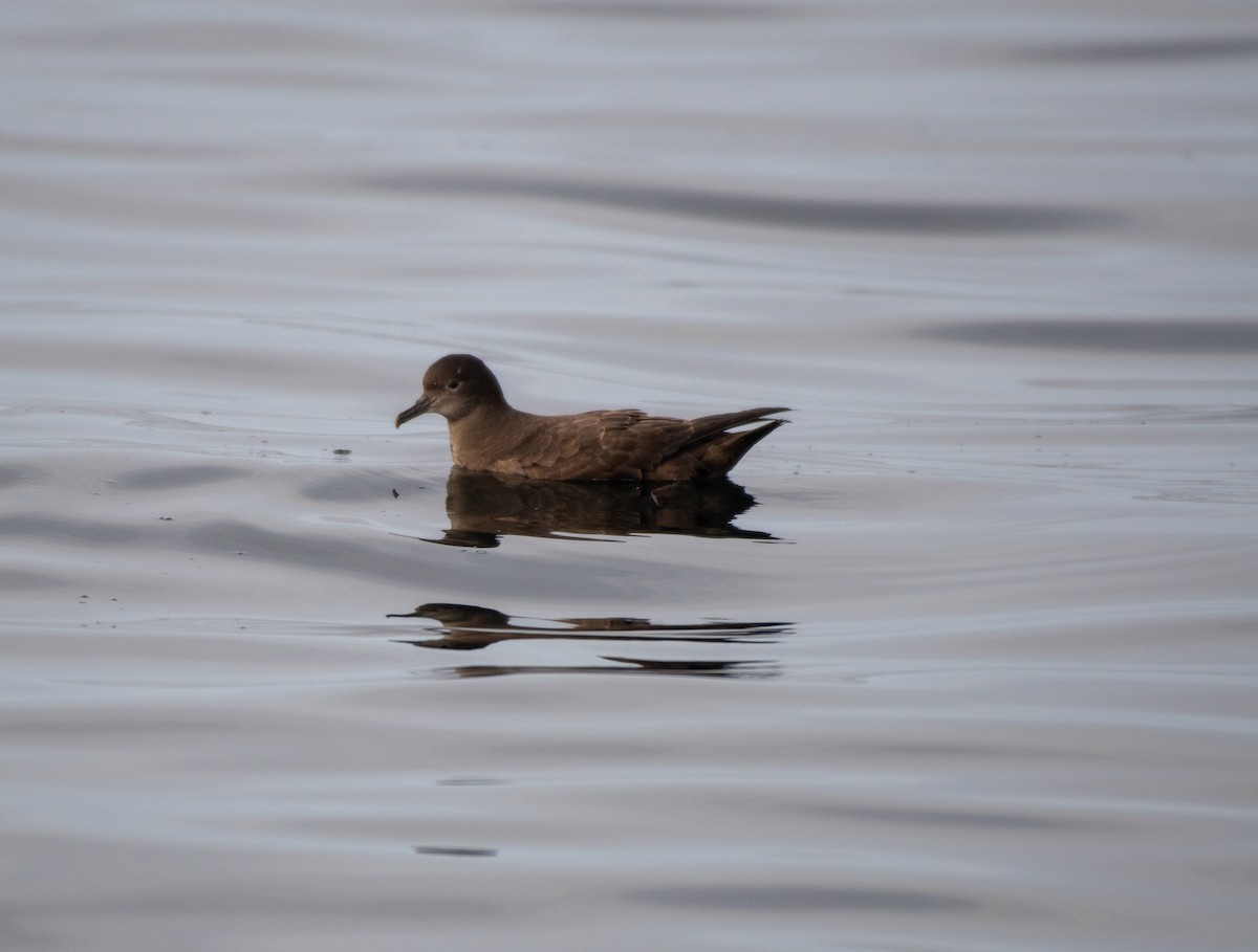 יסעור קצר-זנב - ML609076328