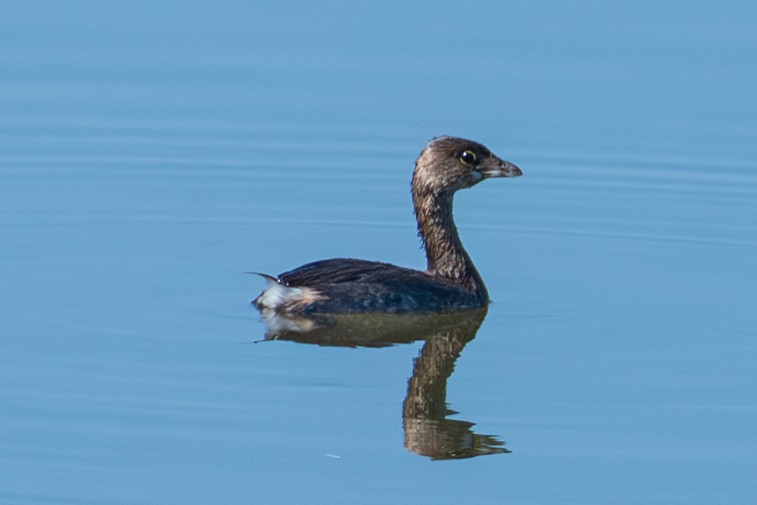 Pied-billed Grebe - ML609076339