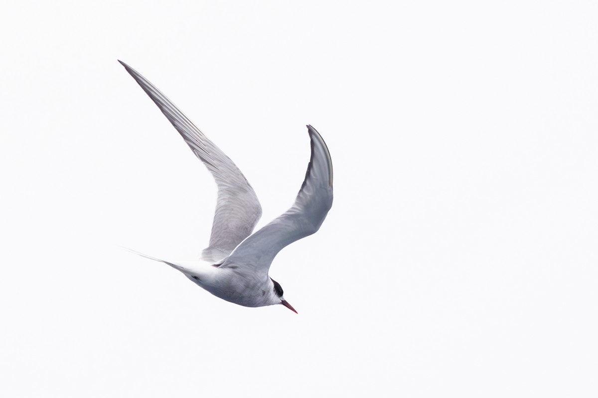 Arctic Tern - Roger Adamson