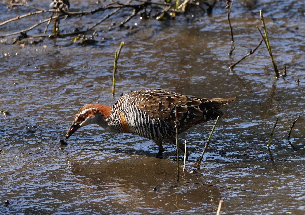 Buff-banded Rail - ML609076355