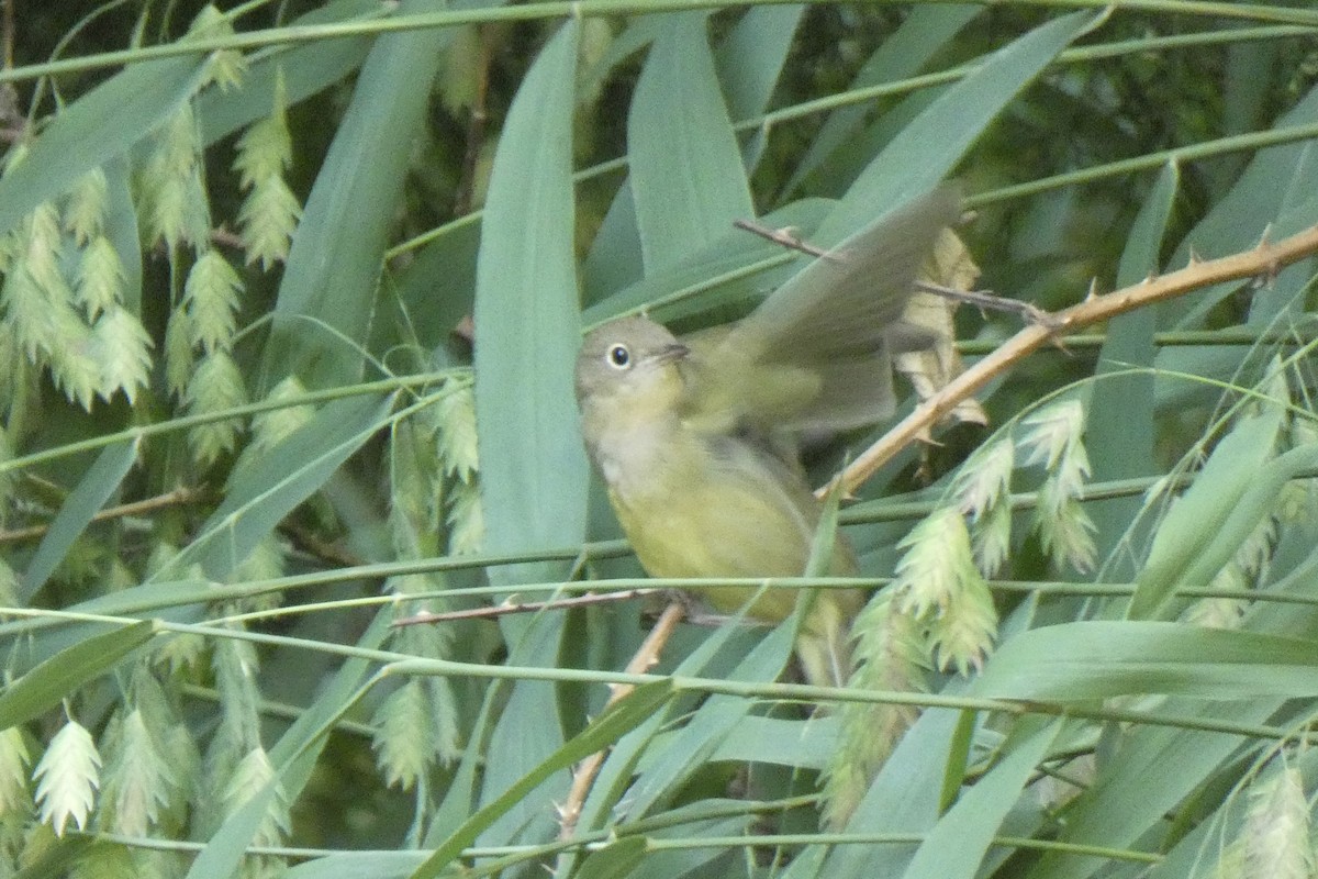 Connecticut Warbler - Jonathan Andrew Perez