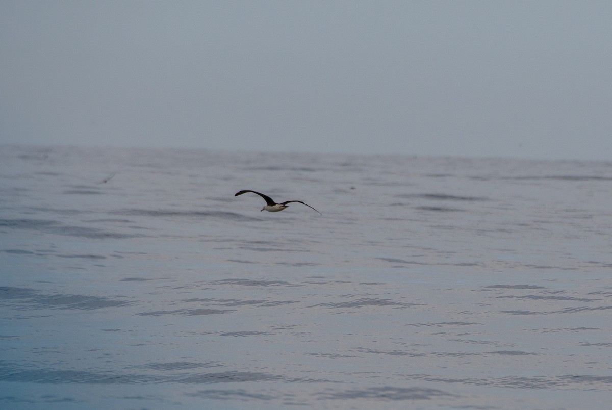 Laysan Albatross - Erik Ostrander