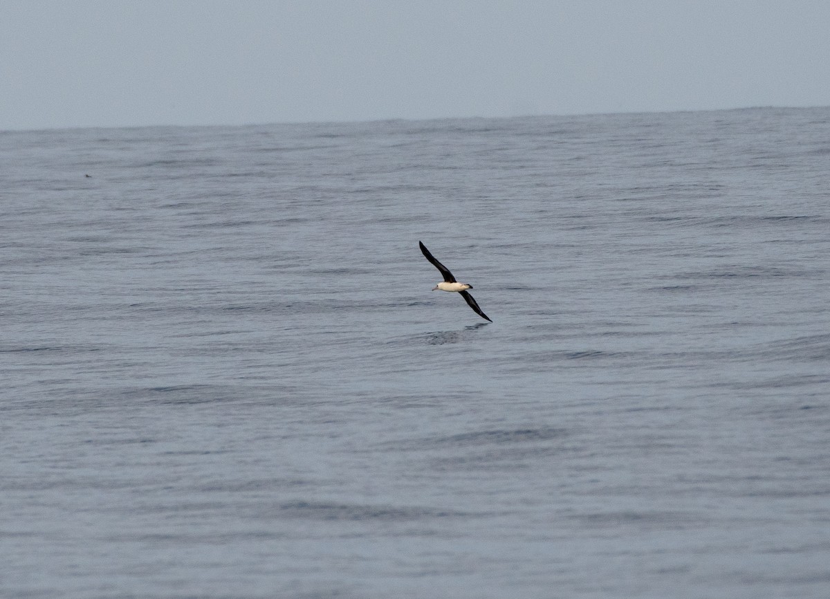 Laysan Albatross - Erik Ostrander