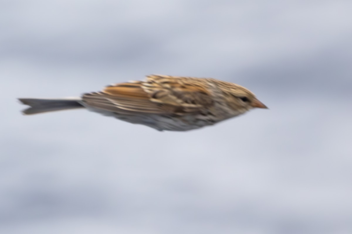 Chipping Sparrow - Roger Adamson