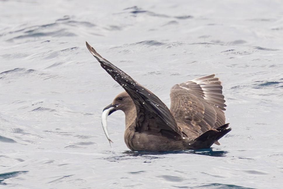 South Polar Skua - ML609076462