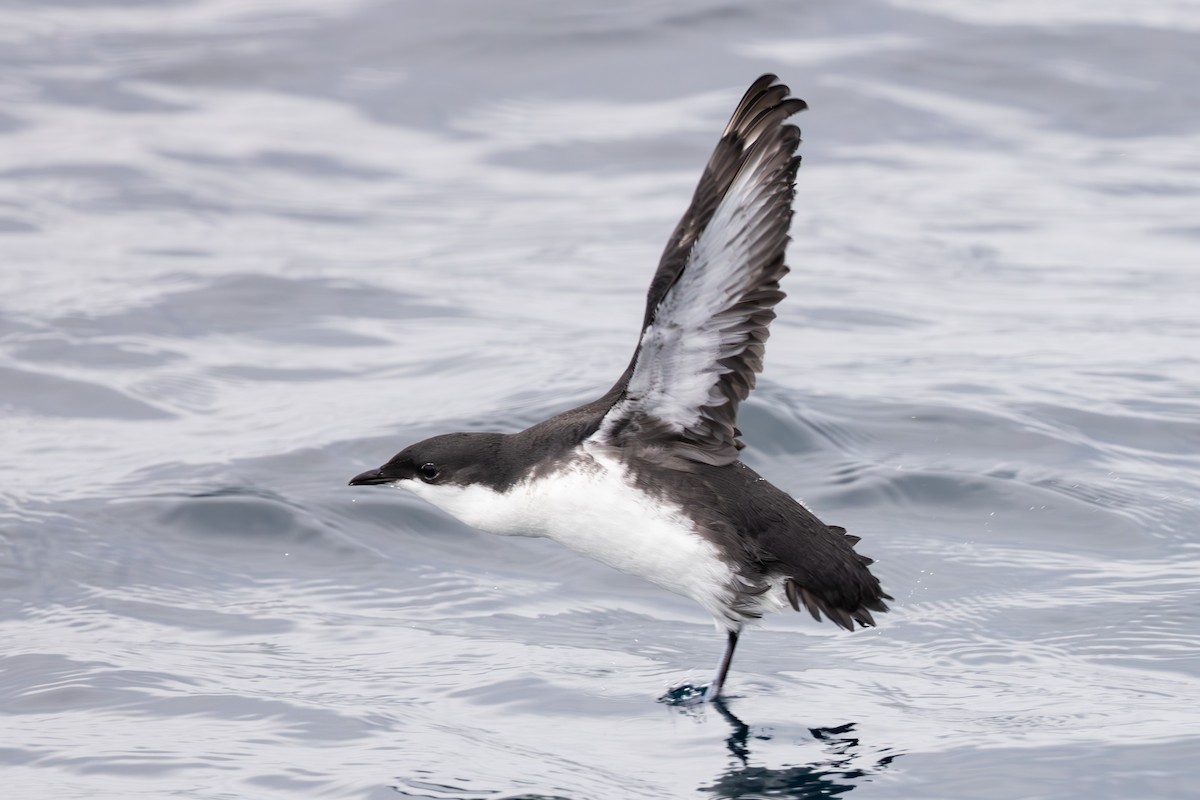 Scripps's Murrelet - ML609076519