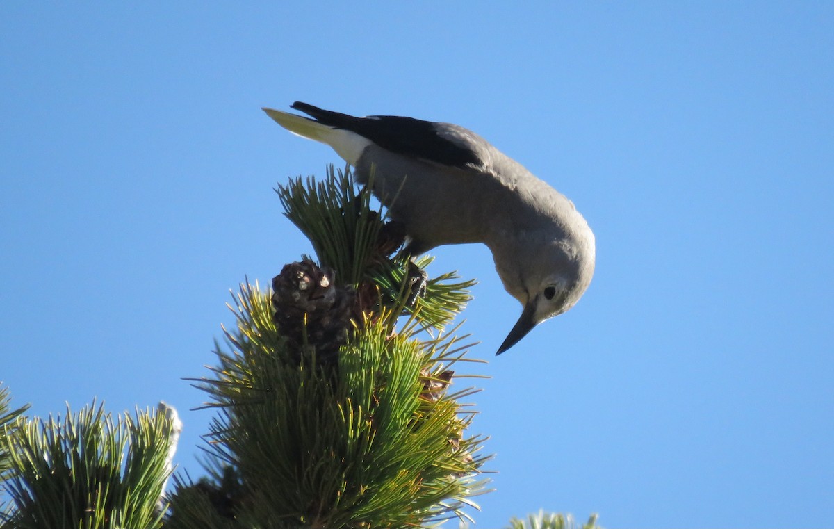 Clark's Nutcracker - ML609076520