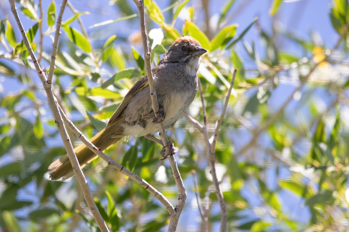 Green-tailed Towhee - ML609076587