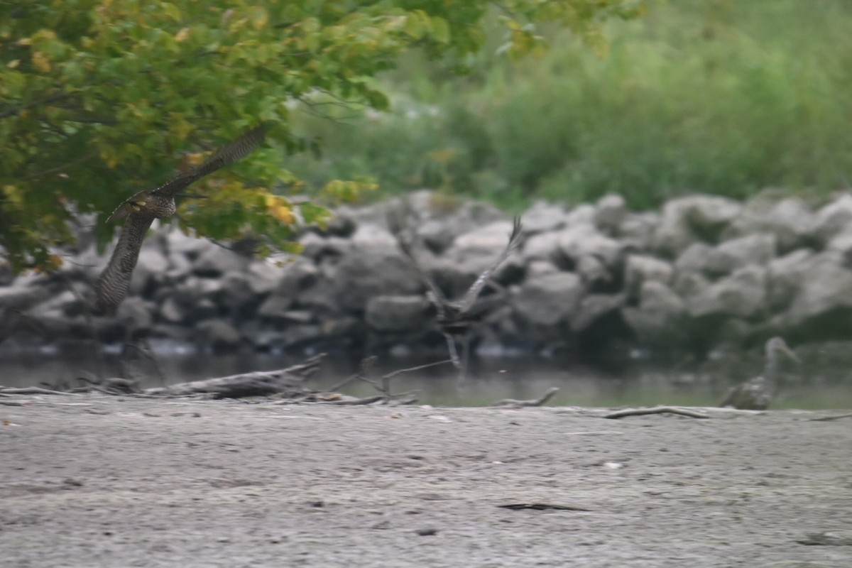 Peregrine Falcon - ML609076610